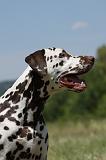 DALMATIEN 392